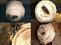 Wasp Nest Removal Surrey 371418 Image 2